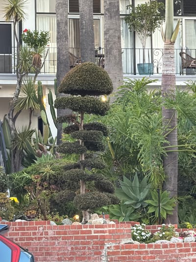 This is a medium-shot, outdoor, daytime photograph of a well-maintained garden located in Laguna Beach, California, USA. The garden features a variety of plants, including succulents, cacti, and a meticulously pruned tree with tiered branches. A textured brick wall runs along the bottom of the frame, and a portion of a dark-colored vehicle with red accents is visible in the lower left corner. In the background, the facade of a multi-story building with balconies and windows can be seen, suggesting an urban or residential setting. The lighting suggests it may be early morning or late afternoon.