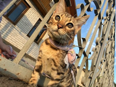 An outdoor, eye-level, wide-angle shot features a brown tabby cat with green eyes, wearing a light pink collar with a light pink plush toy attached. The cat is positioned in the foreground, looking upwards towards the camera. In the background, a brick building with wooden-framed windows is visible, along with a large, ornate metal fence and a bright blue sky with scattered clouds. A person's hand is also visible in the upper left corner, holding a light purple leash connected to the cat. The scene appears to be set in a residential area in the city of Rzhev, Russia. The lighting suggests it is daytime, likely late afternoon due to the warm tones.