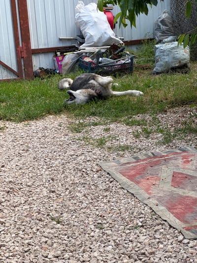 A husky dog lies on its back in the grass, with its mouth open and legs in the air. The dog is in a yard with a gravel pathway in the foreground and a corrugated metal fence in the background. Various objects are piled up against the fence, including large white bags, a blue plastic crate filled with items, and what appears to be a red gas cylinder. A red and grey mat is laid out on the gravel in the lower right corner of the image. The overall impression is one of a messy, outdoor storage area. The location of Добровское сельское поселение, Ukraine, is not evident from the image itself.