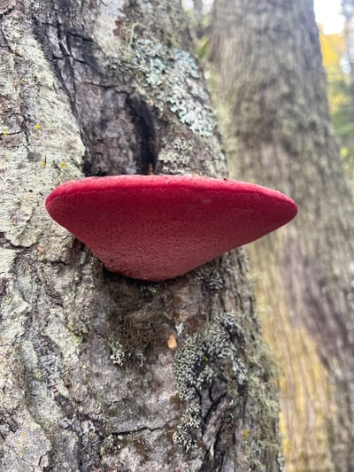 A close-up shot depicts a vibrant red bracket fungus growing perpendicularly from a tree branch. The branch is covered in gray lichen and has a rough, textured bark. The background is blurred, suggesting a natural setting, possibly within a forest or wooded area.