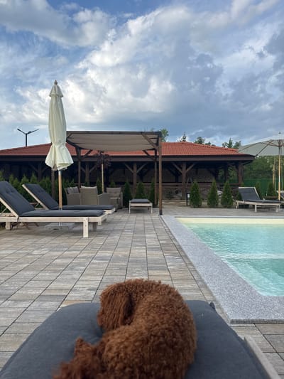 An overhead shot shows a brown poodle curled up on a lounge chair next to a swimming pool. The poodle's fur is a light brown, and its eyes are closed. The lounge chair is dark gray, and it is positioned on a stone patio. The swimming pool is filled with clear blue water, and it is surrounded by a gray stone border. In the background, there is a covered seating area with outdoor furniture, two lounge chairs, and a large umbrella. The scene is set in a city park, with trees and greenery visible in the distance. The sky is cloudy, with patches of blue sky showing through. The overall atmosphere is peaceful and relaxing. This image was taken in Samokov, Bulgaria.