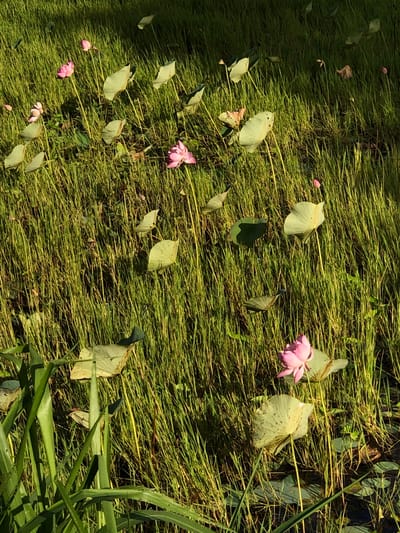 The image depicts a natural scene within the city of Pilana, Sri Lanka, characterized by a lush green environment dominated by tall, slender grasses and scattered water lily pads and blooms. The water lilies, primarily in various stages of bloom, display delicate pink petals. Some lily pads are fully open, while others are closed or partially submerged. The sunlight casts dappled shadows across the scene, highlighting the textures of the foliage. The overall impression is one of a serene, untamed wetland area.