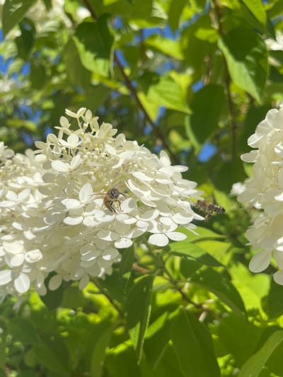A close-up, vertical shot captures a cluster of white hydrangea flowers with two bees interacting with them. One bee is perched on a petal in the lower-left quadrant of the image, appearing to be collecting pollen. Another bee is in mid-flight to the right of the perched bee, also in proximity to the flowers. The flowers are dense and abundant, with delicate petals. Surrounding the flowers are lush green leaves and branches, with hints of bright blue sky visible in the background. The lighting suggests a sunny day, casting shadows on the foliage. This image was taken in Gresham, United States of America.