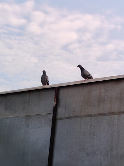 Two pigeons are perched on the top edge of a corrugated metal structure against a backdrop of a cloudy sky. The pigeon on the left is facing forward, while the pigeon on the right is facing left. The metal structure appears to be a rooftop or wall, with visible seams and a dark vertical support beam. The sky is a pale blue with scattered white clouds. The scene is likely set in an urban environment, given the corrugated metal, which is common in industrial or commercial areas. Without additional information, it is not possible to determine the specific location within Gurgaon, India.
