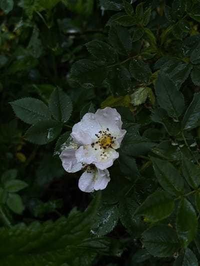 The image shows a close-up of a white rose with water droplets on its petals and surrounding dark green leaves. The rose is in the center of the frame, with its stamens visible. The background is composed of lush foliage, suggesting an outdoor setting. The scene is photographed in a portrait orientation with a shallow depth of field, focusing attention on the flower. There are no people or animals visible in the image. The lighting is diffused, indicative of overcast weather or shade. The location is identified as Briukhovychi, Ukraine.