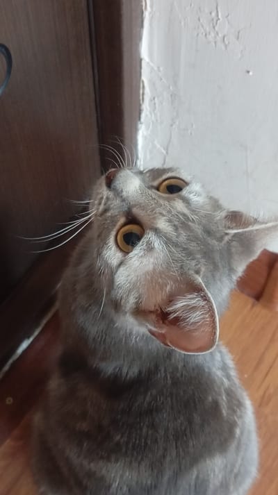 An upright, medium shot captured from a high angle shows a grey tabby cat looking upwards, its head tilted slightly to the left. The cat's large, yellow eyes are wide open, and its ears are alert. Its whiskers are long and spread out. The background features a dark wooden door on the left and a textured, white wall on the right. The floor appears to be made of polished wood. The image is sharp and well-lit, with the cat as the sole subject. There is no indication of a specific location within the city of Baksan, Russia.