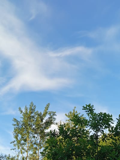 The image depicts a clear blue sky with wispy white clouds. The upper portion of the frame is dominated by the sky. The lower portion of the image features the tops of lush green trees, with some sunlight filtering through the leaves. The scene appears to be outdoors, likely in a natural setting. No people or specific objects are visible other than the natural elements. The image is a vertical shot, framing the sky and the treetops.