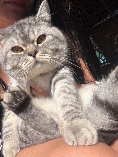 A close-up shot captures a gray tabby cat being held by a person. The cat's head is prominent in the foreground, with its amber eyes looking towards the viewer. Its fur exhibits distinct gray and black stripes. The person's hands are visible cradling the cat, and their skin texture is discernible. The background is out of focus, showing dark, tangled hair and a hint of sunlight filtering through what appears to be an outdoor setting, possibly a park or garden with some structure like a gazebo. There are no discernible landmarks or specific environmental cues to pinpoint a location within Uhornyky, Ukraine. The lighting suggests it is daytime, with strong sunlight creating highlights and shadows. The scene conveys a sense of intimacy between the person and the cat.