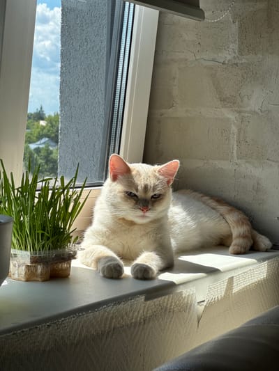 A fluffy, light-colored cat with cream and light orange markings is lying on a white windowsill. The cat is looking towards the camera with a relaxed expression. Sunlight streams in from the right, casting shadows and highlighting the cat's fur. In the foreground, a small container of bright green cat grass is visible. Through the window, a blurred view of trees and a cloudy blue sky suggests an outdoor scene. The background shows a textured, light-colored wall, possibly brick or concrete. The overall scene evokes a sense of domestic tranquility and a warm, sunny day.