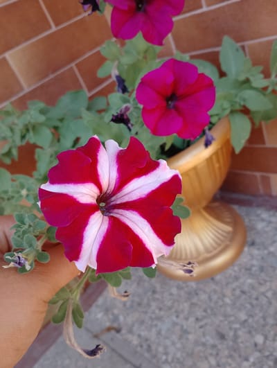 In Mykhnivtsi, Ukraine, a close-up shot focuses on a vibrant petunia with striking red and white striped petals. The flower, held gently by a person's hand, is in the foreground, with its textured petals and dark center clearly visible. Behind it, other petunias in deep pink hues are partially obscured, some in bloom and others with wilting or faded petals. These flowers are planted in a decorative, golden-colored pot. The background features a brick wall with a warm, reddish-brown tone and a textured grey surface that appears to be a paved area. The lighting suggests an outdoor setting, possibly a garden or patio, with natural daylight illuminating the scene.