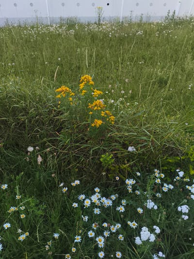 A vertical, medium shot captures a lush meadow in Pegnitz, Germany. The foreground is densely populated with white daisies and clusters of white yarrow flowers, interspersed with tall green grass and the occasional dandelion seed head. In the mid-ground, a vibrant clump of yellow St. John's wort flowers stands out against the green. The background reveals more of the meadow, with various wild grasses and sparse white flowers. A concrete wall with circular indentations runs horizontally across the top of the image, suggesting an urban or industrial boundary to the natural scene. The lighting suggests it is daytime, likely late morning or afternoon, with the sun illuminating the flowers and grass. No people or specific events are depicted; the image focuses on the natural beauty of the meadow.
