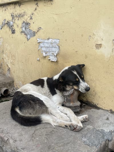 A black and white dog is captured sleeping or resting peacefully on a grey concrete surface, nestled against a weathered, yellowish wall with peeling paint. The dog is curled up on its side, with its head resting on what appears to be a small, earthy mound or object near the wall. Its fur is a mix of black and white patches, with some lighter grey and brown tones visible, particularly around its head and legs. Its paws are visible, showing some dirt and wear.

The scene appears to be an outdoor setting, likely a street corner or an alleyway in Dharamkot, India, given the worn nature of the wall and ground. The lighting suggests it is daytime. On the yellow wall, a torn piece of paper with visible text is affixed. The text, identified by OCR, is in Tibetan script and reads: "ད་བྱེད་གད་སྙིགས་གཡུབ་མཁན་ནི།། ཀླད་ན་ གད་སྙིག་གང་བའི་རྟགས། ེད་སྙིགས་རྒན་དུ་འདིའི་ཁལ་དུ།།ི རམ་ན་ལ ེ། ། ཤོ་མེད་དེས་ ་". The presence of the word "གད་སྙིགས་" (gad snyigs), meaning "garbage" or "waste," suggests the text might be a public notice or an advisory related to waste. The overall impression is one of quiet repose in a lived-in, urban or semi-urban environment.