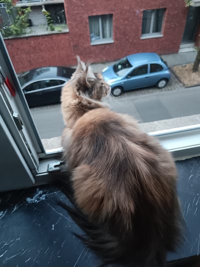 A Maine Coon cat with brown and black fur is sitting on a windowsill, looking out at a street. Outside the window, there is a blue car and a black car parked on the street. There is also a red brick building in the background. The windowsill appears to be made of dark marble. The scene is likely set in the city of Leuven, Belgium, as indicated by the architecture and streetscape.