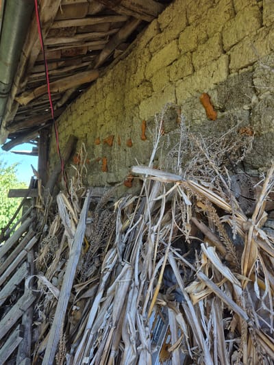 The image depicts the interior of a rustic structure, likely a shed or barn, in Sadina, Bulgaria. The walls are constructed from rough-hewn, light-colored bricks, interspersed with patches of darker, rougher material, possibly daub or aged plaster. Protruding from the wall in several places are irregular, reddish-brown lumps, their purpose unclear.
The roof structure is visible above, composed of weathered wooden beams and planks, with some sections showing exposed roofing material. A black and red wire hangs vertically down the center of the frame.
In the foreground, a dense pile of dried plant material, resembling corn stalks and husks, is stacked against the wall. Interspersed within this organic debris are pieces of broken and weathered wood, suggesting a state of disrepair or accumulation of building materials.
To the left of the frame, a portion of the structure's exterior is visible, including leaning wooden planks and a glimpse of green foliage and a bright blue sky, indicating an outdoor environment beyond the shed. The overall impression is one of an aged, functional, and perhaps slightly neglected rural space. No people are present in the image.