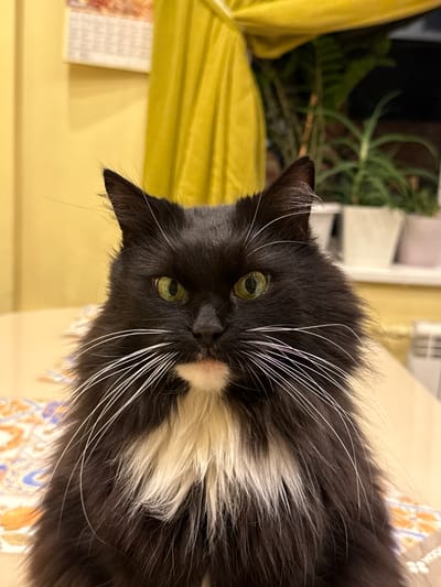 The image is a close-up portrait of a long-haired black and white cat with green eyes. The cat is looking directly at the camera with a neutral expression. It has prominent white whiskers and a white patch of fur on its chest. The background is out of focus but appears to be an indoor setting with yellow walls and a yellow curtain. There are also some plants visible in pots behind the cat. The image is taken from a head-on perspective, with the cat filling most of the frame.