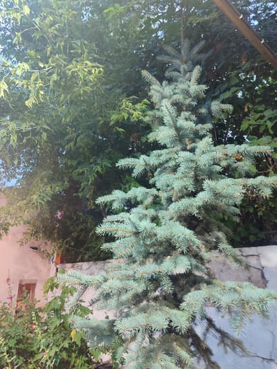 The image captures a close-up view of a blue spruce tree in a yard, with lush green foliage of other trees and plants forming a dense backdrop. To the left, a light-colored building with a window is visible, hinting at a residential setting. A stone wall runs along the lower right side of the image, separating the garden area. In the foreground, the blue spruce's characteristic prickly needles are prominent, its branches reaching towards the viewer. The scene appears to be illuminated by natural sunlight, suggesting it was taken during the daytime. The vibrant green of the leaves and the blue-green hue of the spruce needles indicate a favorable growing season, likely spring or summer. The overall impression is one of a serene and natural outdoor environment.