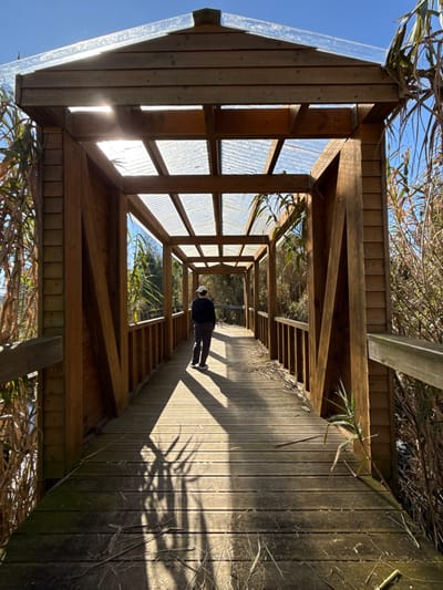 A single individual is observed walking away from the camera on a wooden boardwalk or elevated walkway within the city of Mira, Portugal. The walkway features a gabled wooden frame structure partially covered by translucent corrugated plastic or polycarbonate roofing panels, extending into the distance under a clear blue sky. The person, wearing dark clothing and a white baseball cap, is positioned approximately one-third of the way into the covered section, casting a long shadow on the wooden planks due to direct sunlight entering from the left. The boardwalk is constructed from horizontal wooden planks and has wooden railings on both sides. Tall, dense, dried reed-like vegetation flanks both sides of the walkway, extending above the railing level. Scattered dry plant debris is visible on the boardwalk surface. Sunlight penetrates the structure, creating patterns of light and shadow on the path, with a pronounced sun flare visible at the upper left of the image, illuminating parts of the wooden framework.