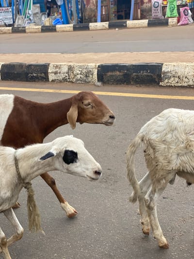 Three sheep are walking across a road in Kafanchan B, Nigeria. In the foreground, two sheep are walking from left to right. The sheep on the left is white with a black spot over its eye and has a rope around its neck. The sheep in the middle is brown and white. Behind them, a third sheep, mostly white, is walking away from the camera, showing its rear. The sheep are on a paved road with a yellow line and a black and white striped curb on the left side. In the background, there is a market area with stalls and various items for sale, including colorful bags. The sky is overcast.