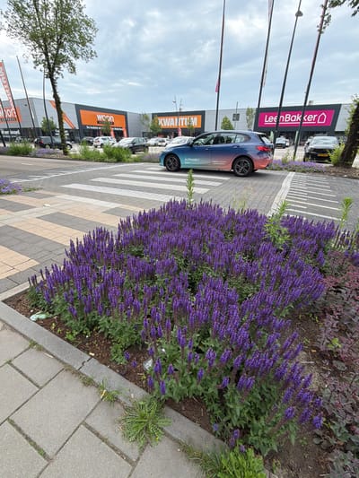 The image shows a street scene in Son en Breugel, Netherlands, featuring a row of large retail stores. In the foreground, a dense cluster of purple flowers is visible, bordering a sidewalk made of grey and tan paving stones. Beyond the flowers, a pedestrian crossing with white stripes leads across the road.

Several cars are parked or driving on the road. A blue and purple gradient-wrapped car with "ALPHABET Share" branding is prominently displayed, parked partially on the pedestrian crossing. To the right of this car, a black car with a Dutch license plate is visible. In the background, the facades of several stores are visible, with prominent signage for "WOON EXPRESS", "KWANTUM", and "Leen Bakker". Flags with text are also displayed in front of the stores. The sky is overcast.