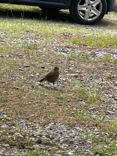A brown bird stands on a gravelly surface with sparse green grass. In the background, the lower portion of a dark-colored car with a silver wheel is visible. The scene appears to be outdoors. The image does not contain any information that would allow for the determination of its location in Borno, Italy.