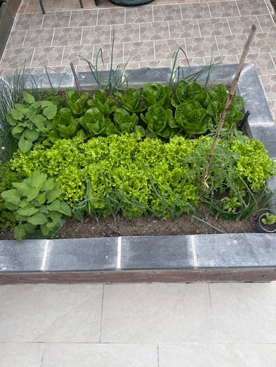 This image presents an elevated view of a meticulously cultivated, rectangular raised garden bed situated outdoors on a tiled surface. The garden bed is constructed with a top layer of dark grey, rough-textured rectangular pavers, featuring white mortar lines, resting on a visible course of reddish-brown bricks.

Within the garden bed, various green plants are arranged in rows and clusters across dark brown soil. Along the top-most section, thin, grass-like green chives are visible on the far left. Adjacent to them are broad-leafed green plants, possibly spinach, interspersed with finely textured parsley. Towards the center and right of this section, several heads of light green, compact Romaine lettuce are discernible. Tall, slender green shoots, indicative of onions or scallions, are scattered throughout the upper and middle sections of the bed. A small, dark-colored hand rake is partially embedded in the soil in the upper-middle area.

The central part of the garden bed is dominated by a dense patch of bright lime-green, frilly-leafed lettuce, possibly a loose-leaf variety like 'Lollo Bionda'. Towards the bottom-left, a distinct cluster of plants with medium green, ovate leaves is present. In the bottom-right quadrant, a young tomato plant with lobed, medium green leaves is supported by a slender wooden stake. Nearby, smaller plants with rounder, dark green leaves, consistent with basil, are growing. A diminutive green seedling is visible within a small, black plastic pot in the bottom-right corner of the bed.

The environment immediately surrounding the raised bed includes a patio tiled with light brown and beige patterned tiles featuring distinct white grout lines. Further below the garden bed, the ground is paved with light grey, textured square tiles. A dark chair leg is partially visible on the patterned patio tiles in the upper-left, and a dark green, possibly fabric, object is partially visible on the same tiling in the upper-center. This scene is located in Wattrelos, France. No individuals are depicted in the image.