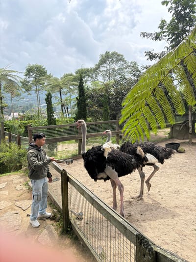 Two ostriches stand close to a wire fence with a man near them. He holds a small bowl up, possibly feeding the birds. The background features lush green vegetation including tall ferns and trees, suggesting a tropical or subtropical environment. A cloudy sky is visible above the trees, and what looks like a distant cityscape can be seen. The scene is captured in natural sunlight.
