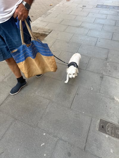 A person is walking a small white dog on a sidewalk in Sant Feliu De Guíxols, Spain. The person, whose legs and torso are visible, is wearing blue denim shorts, a white t-shirt, and dark athletic shoes with white soles and black socks. They are also wearing a silver watch on their left wrist and are carrying a large, woven tote bag with blue and tan stripes in their left hand. The tote bag appears to be made of jute or a similar material. The dog, a small white breed, is wearing a black harness with writing on it and is attached to a retractable leash held by the person. The dog is walking ahead of the person, looking down. The sidewalk is paved with rectangular grey stone tiles. In the background, there is a patch of dirt and some fallen leaves. A metal grate with "AGUA POTABLE" inscribed on it is visible in the lower right corner of the image, indicating this is likely a public area with access to potable water. The lighting suggests it is daytime, with soft shadows.