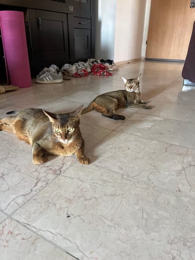 Two cats are lying on a marble floor. The cat in the foreground is a reddish-brown tabby with green eyes and is lying on its back with its paws in the air. The cat in the background is a darker brown tabby with green eyes and is lying on its side, looking towards the camera. Behind the cats, there is a dark wooden cabinet with several pairs of shoes on top of it, including sneakers and slippers. A pink yoga mat is leaning against the cabinet. The scene appears to be indoors, likely in a home. The lighting suggests it could be daytime. The setting is a tiled floor with a marble pattern. There is no visible text in the image. The overall mood is relaxed and domestic.