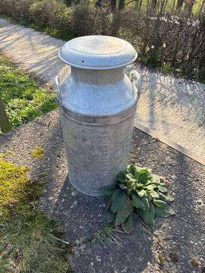 An aged, grey metallic milk churn with a domed lid and two handles stands upright on a rough, grey concrete surface. Visible measurement markings are present vertically on the churn's side. The lid features a small ventilation hole. To the immediate left of the churn's base, patches of vibrant green moss and individual blades of grass adhere to the concrete. To the right, a cluster of green, broad-leafed plants grows next to the churn's base, accompanied by some dry grass. A dark, possibly rusty, metal bar or strip runs horizontally along the right edge of the concrete surface. In the background, a concrete or paved path is illuminated by strong sunlight, casting long, distinct shadows from unseen elements. Beyond the path, a dense line of bare deciduous trees and shrubs forms a hedge, with faint green foliage and a few small white flowers (resembling daffodils) visible among them. The scene is static, devoid of people, actions, or interactions. The setting is an outdoor area in Snailbeach, United Kingdom.