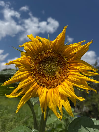 A close-up, low-angle shot captures a vibrant sunflower in full bloom, its bright yellow petals reaching outwards against a clear blue sky dotted with fluffy white clouds. The intricate details of the sunflower's center, with its tightly packed seeds, are visible, as are its large, green leaves and thick stem. The background is a soft blur of green foliage, suggesting an outdoor setting, possibly a garden or field. The image was taken in Zassovskaya, Russia.