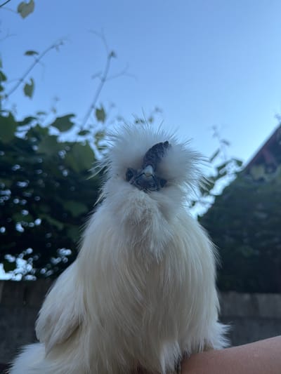 This media file features a close-up, downward-facing shot of a white Silkie chicken held by a person, whose arm is visible on the right side of the frame. The chicken has fluffy white feathers and a distinctive black comb and skin. The background is a bright, clear blue sky with blurred green foliage and branches, suggesting an outdoor setting. The lighting indicates it is daytime, likely with bright sunlight given the clear sky. The perspective is unusual, as the viewer is looking up at the chicken, implying the person is holding it above their head or the camera is positioned low. The image is taken in Uhersko, Ukraine. No text is visible in the media file.