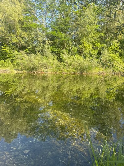 This is a photograph of a calm riverbank lined with lush green trees and dense undergrowth. The water is clear and reflects the trees and sky, with the riverbed visible beneath the surface, strewn with pebbles and rocks. The sunlight creates a bright, dappled effect on the water's surface and illuminates the foliage. In the foreground, blades of grass are visible along the right bank. The scene depicts a natural, serene environment.