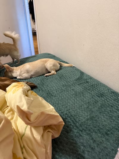 This is a medium-shot, eye-level, indoor, natural-light photograph of two small dogs on a bed with a teal, textured blanket. The dog in the foreground is lying down on its side with its head facing left, partially obscured by a crumpled, yellow duvet with a floral pattern. Its fur is light tan. Another dog is visible in the background, to the left, facing away from the camera and towards an open doorway. Its fur is also light tan, and its tail is held high and is fluffy. The doorway reveals a hallway with a wooden floor and a black coat rack with several items hanging on it. The wall to the right of the bed is a textured, off-white color. The scene appears to be in a residential setting, possibly an apartment in Oslo, Norway.