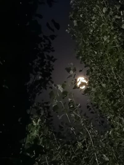 The image depicts a nighttime scene focused on the moon partially obscured by foliage. The moon appears bright and luminescent, casting a soft glow. Dense green leaves and branches of trees frame the moon, creating a natural filter. The background is a dark, hazy sky. The overall atmosphere is serene and natural. The location is identified as Chirchik, Uzbekistan.