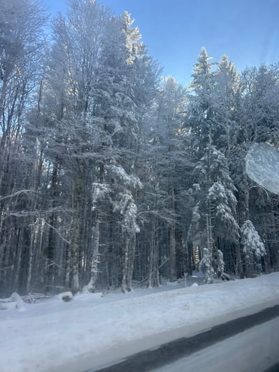 The image displays a snow-covered forest landscape located in Le Hohwald, France. Numerous trees, primarily conifers and leafless deciduous trees, are heavily coated with a thick layer of fresh snow or hoarfrost on their branches. The ground is entirely covered in deep snow. In the lower foreground, a snow-covered road or track extends diagonally from left to right, featuring two distinct parallel cleared or darker lines, likely from vehicle passage or partial melting. The sky above the tree line is clear and bright blue, suggesting sunny conditions which illuminate the snow-laden trees. No individuals, animals, or active interactions are visible within the scene. The photograph appears to be taken from the interior of a vehicle, looking outwards.