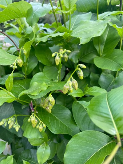 The image shows a close-up of green foliage with flower buds. The leaves are broad and smooth, with prominent veins. The flower buds are small, green, and clustered, showing some fuzzy texture. The background is filled with similar green leaves. The image does not contain information about people, subjects, objects, actions, interactions, or an environment which would confirm its location in Olginka, Russia.