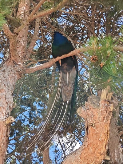 A peacock is depicted perched high on a sturdy, brown branch of a pine tree, viewed from a low angle looking upwards. The bird is seen from behind, showcasing its iridescent blue and dark green feathers on its neck and upper back. Its elaborate train of long tail feathers hangs gracefully downwards, with the prominent white "quill" structures visible, along with darker under-feathers.
The peacock is nestled amidst the vibrant green pine needles and numerous crisscrossing branches, which display rough, textured brown bark. A few small pine cones are scattered among the needles. Through the dense foliage, a clear, bright blue sky is visible, indicating daytime under sunny weather conditions. The scene captures the bird in a natural setting within the tree. There is no visible text in the image. The location context for the image is Hadzhidimovo, Bulgaria.