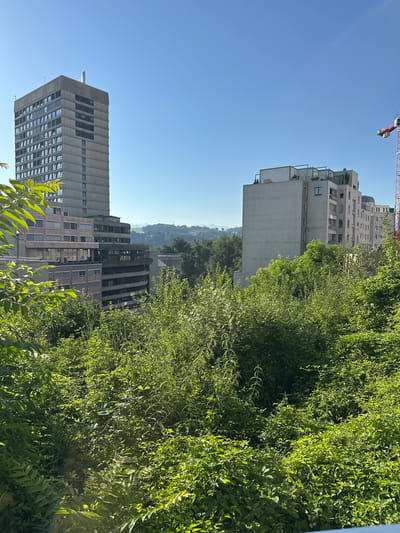 The image captures a cityscape with a focus on buildings and lush greenery under a clear blue sky. In the foreground, dense green foliage dominates, obscuring the ground and creating a natural barrier. Behind the foliage, a tall, rectangular concrete building with numerous windows stands on the left side of the frame. To its right, a series of mid-rise buildings with light-colored facades are visible. Further to the right, a red and white construction crane is partially visible against the sky. In the background, rolling hills covered in trees suggest a semi-urban or suburban environment. The overall scene is tranquil and bathed in bright sunlight. The location is identified as the city of Fribourg - Freiburg, Switzerland.