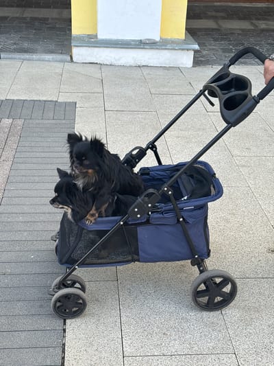 Two black chihuahua dogs are sitting in a blue pet stroller on a paved sidewalk in Ново-Никольское, Russia. The stroller has a black frame, a handle with cup holders, and four black wheels. A person is holding the stroller handle. The sidewalk is made of gray and black rectangular pavers. In the background, there is a yellow and white building.