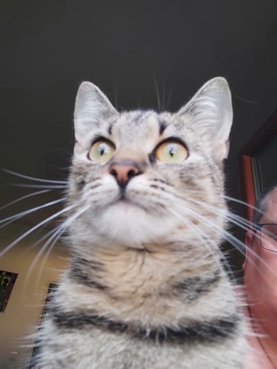 A close-up, low-angle shot captures a tabby cat's face as it looks upwards. The cat's large, yellow eyes are prominent, and its whiskers extend outwards. A human face, partially visible on the right side of the frame, wears glasses. The background is dark and indistinct. This image was taken in Jablonec nad Nisou, Czechia.
