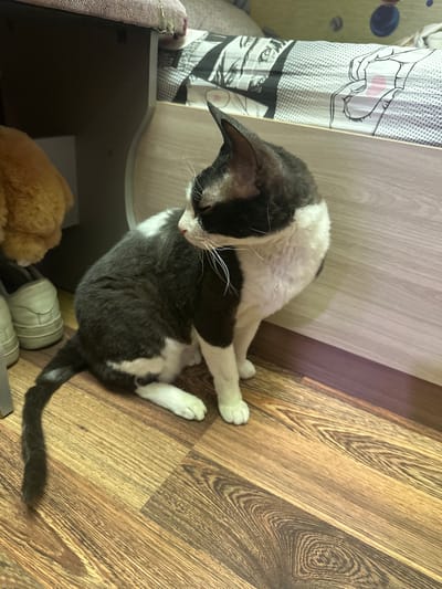 A black and white cat with white paws is sitting on a wooden floor. The cat is facing to the left and is looking down. In the background, there is a bed with a patterned duvet and a wooden dresser. There are also a pair of white shoes on the floor near the dresser. The image is taken indoors. The exact location in the city of Sayanogorsk, Russia cannot be determined from the image.