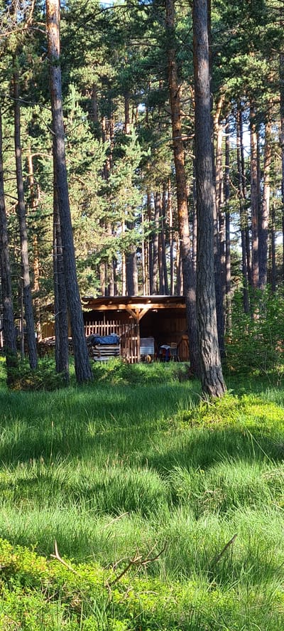 The image depicts a wooden structure, possibly a shed or a covered storage area, nestled within a pine forest. The structure has a wooden roof and open sides, revealing various items stored within, including stacks of wood, a blue tarp, and what appears to be furniture like chairs and a table. In the foreground, tall green grass and low-lying green bushes dominate the landscape, with the dappled sunlight creating a pattern of light and shadow. The tall, slender trunks of pine trees surround the scene, with their branches and needles forming a dense canopy overhead. The overall impression is one of a rustic, natural setting in a wooded area. This scene is located in the municipality of Deutschnofen - Nova Ponente, Italy, characterized by its mountainous terrain and extensive forests.