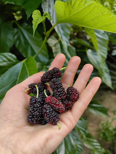 A close-up shot captures a person's open palm, cradling a cluster of dark purple mulberries. The berries, some tinged with red, are ripe and plump, their textured surfaces catching the light. A few light green stems are visible, connecting the berries to an unseen branch. The background is filled with lush, green foliage, suggesting an outdoor setting, possibly a garden or orchard. The image does not contain any elements that would allow for the determination of the specific location within Ароматновское сельское поселение, Ukraine.