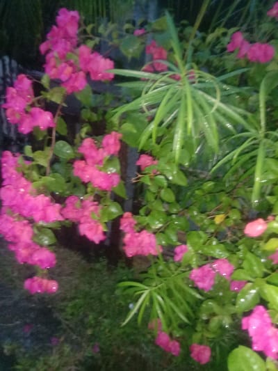 The image depicts a close-up, low-light, slightly blurry view of pink bougainvillea flowers and green foliage, possibly after a rain shower as evidenced by water droplets on the leaves and petals. The flowers are vibrant pink and clustered together on stems. Lush green leaves and some grass are visible in the background, along with a dark, indistinct structure that could be a fence or wall. The overall impression is of a garden scene. The location is the city of Blangcut, Indonesia.