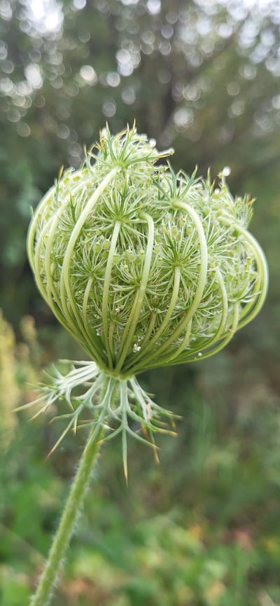 A close-up, vertical shot captures a light green, spherical plant seed head, resembling a bird's nest with delicate, branching structures. The seed head is tightly packed with numerous small, undeveloped seed pods and is supported by a fuzzy, green stem. The background is a soft blur of green foliage and light bokeh, suggesting an outdoor environment, possibly a garden or natural landscape. The image is focused on the intricate details of the plant's reproductive stage. No people or man-made structures are visible.