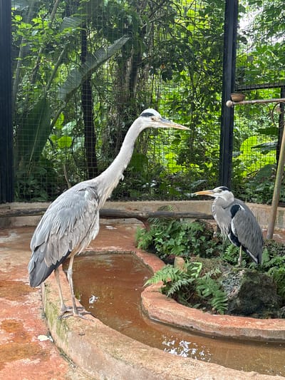 Two grey herons are in an enclosure at a zoo. One heron, larger and facing left, stands in a shallow pool of water. The second heron, smaller and facing right, stands on a mossy rock formation. The enclosure contains lush green foliage and a wire mesh fence. There is no indication of the city of Xiuying District, China.