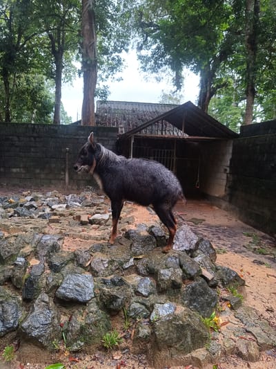 The image depicts a male Chinese water deer (Hydropotes inermis inermis) standing on a pile of rocks in an enclosure at a zoo in Takdat, Thailand. The deer has a dark grey coat with some lighter grey fur on its head and neck, and reddish-brown legs. The enclosure is surrounded by a concrete wall and some trees are visible in the background. It appears to be raining or has recently rained, as the rocks and ground are wet. There is a small building in the background with a covered area. The ground is a mixture of sand and rocks. The deer is facing to the left of the frame.