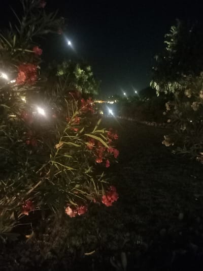 The image depicts a nighttime scene in the city of Kos, Greece. In the foreground, a cluster of red flowers is visible, with several bright lights illuminating the foliage. The background shows a pathway lined with trees and more lights, suggesting an outdoor area like a park or garden. The moon is partially visible in the dark sky. The overall ambiance is one of an illuminated nightscape in a possibly landscaped urban environment.