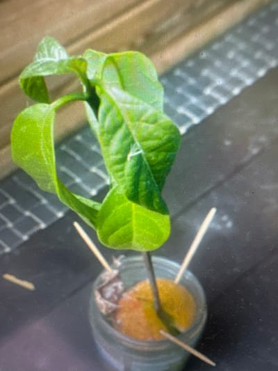 The image shows a close-up of an avocado seedling growing from its pit. The pit is suspended in a clear glass jar filled with water, supported by three toothpicks. The seedling has a developing stem and several vibrant green leaves. The background appears to be a wooden surface with a grid-like shadow pattern cast upon it, suggesting an outdoor or well-lit indoor environment. There are no people or specific landmarks visible that would indicate a location in Murcia, Spain.