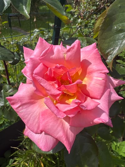 The image depicts a close-up view of a blooming rose in a garden setting. The rose exhibits a vibrant pink coloration with hints of yellow towards its center. Its petals are arranged in layers, displaying a variety of shapes and sizes. Surrounding the rose are green leaves, suggesting a lush garden environment. A partially visible green fence is also present in the background. The image was taken in Wattrelos, France.